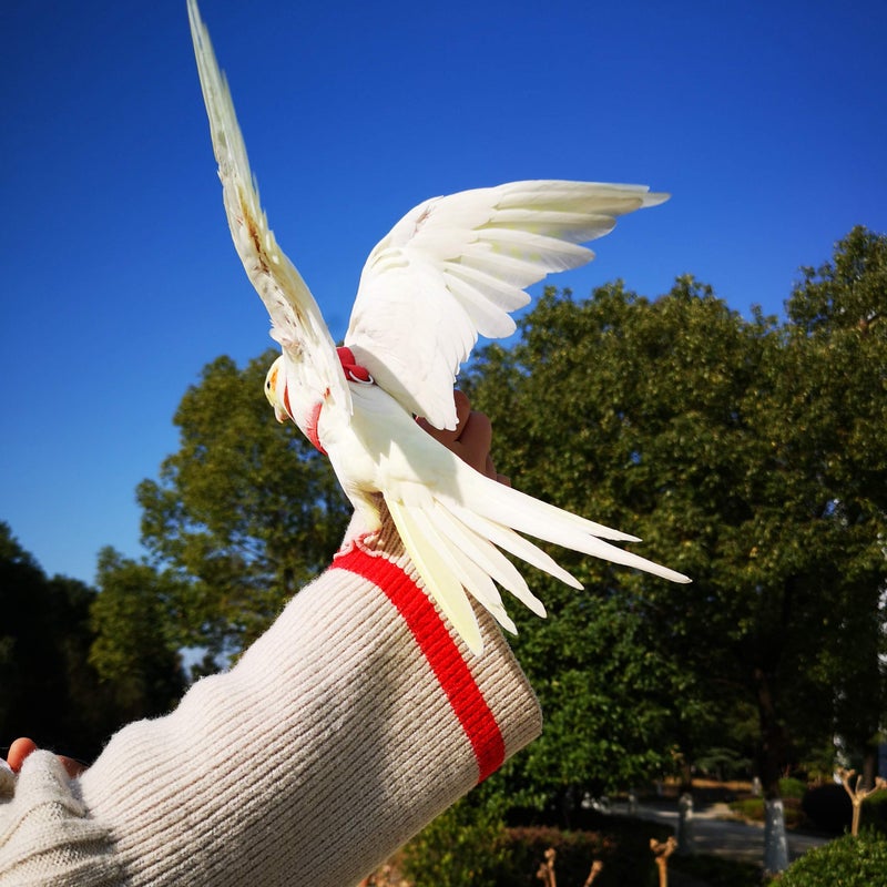 VANTRONIK VANFAVORI Adjustable Bird Harness with 80 Inch Leash, Outdoor Flying Training Rope Kit for Bird Parrots S Size Weight 75-110 Grams, One Piece(Colors May Vary) - Image 4